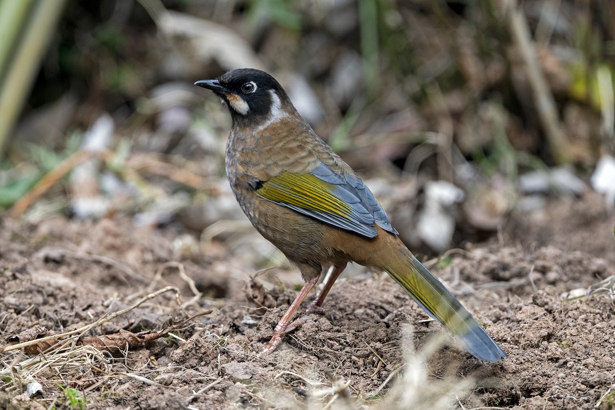 キンバネガビチョウ - ML647507239