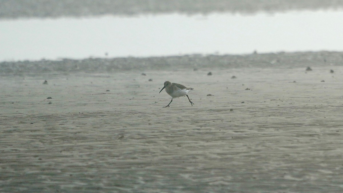 ハマシギ - ML647507248