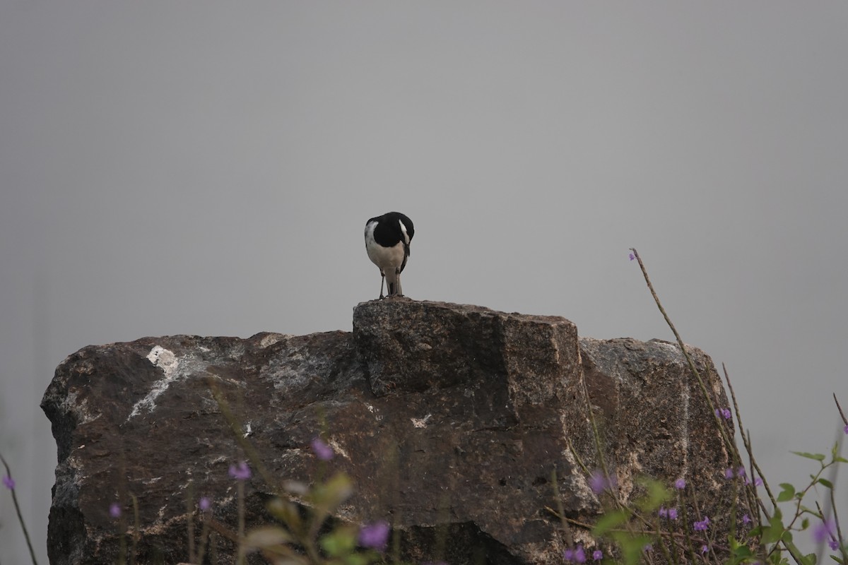 Weißbrauenstelze - ML647507269