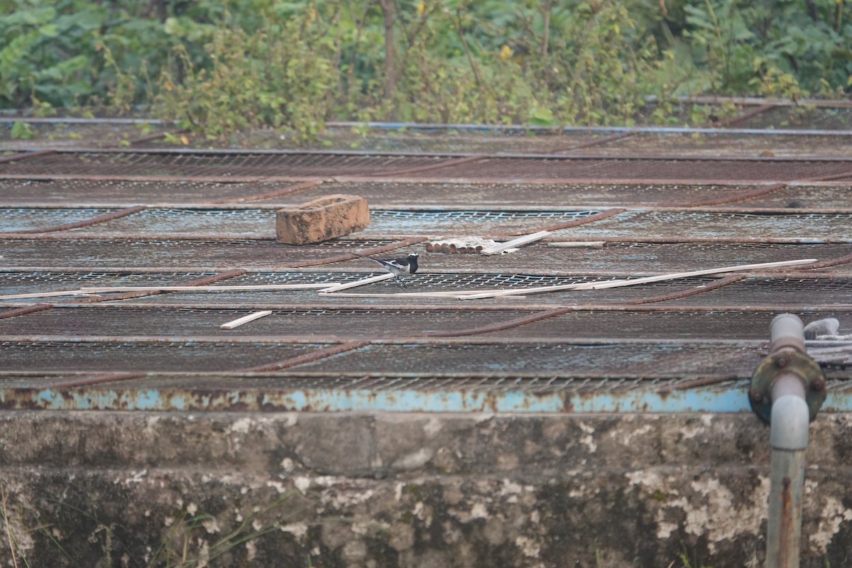 Weißbrauenstelze - ML647507270