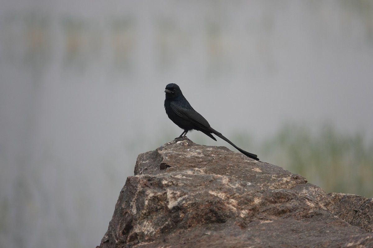 drongo černý - ML647507280