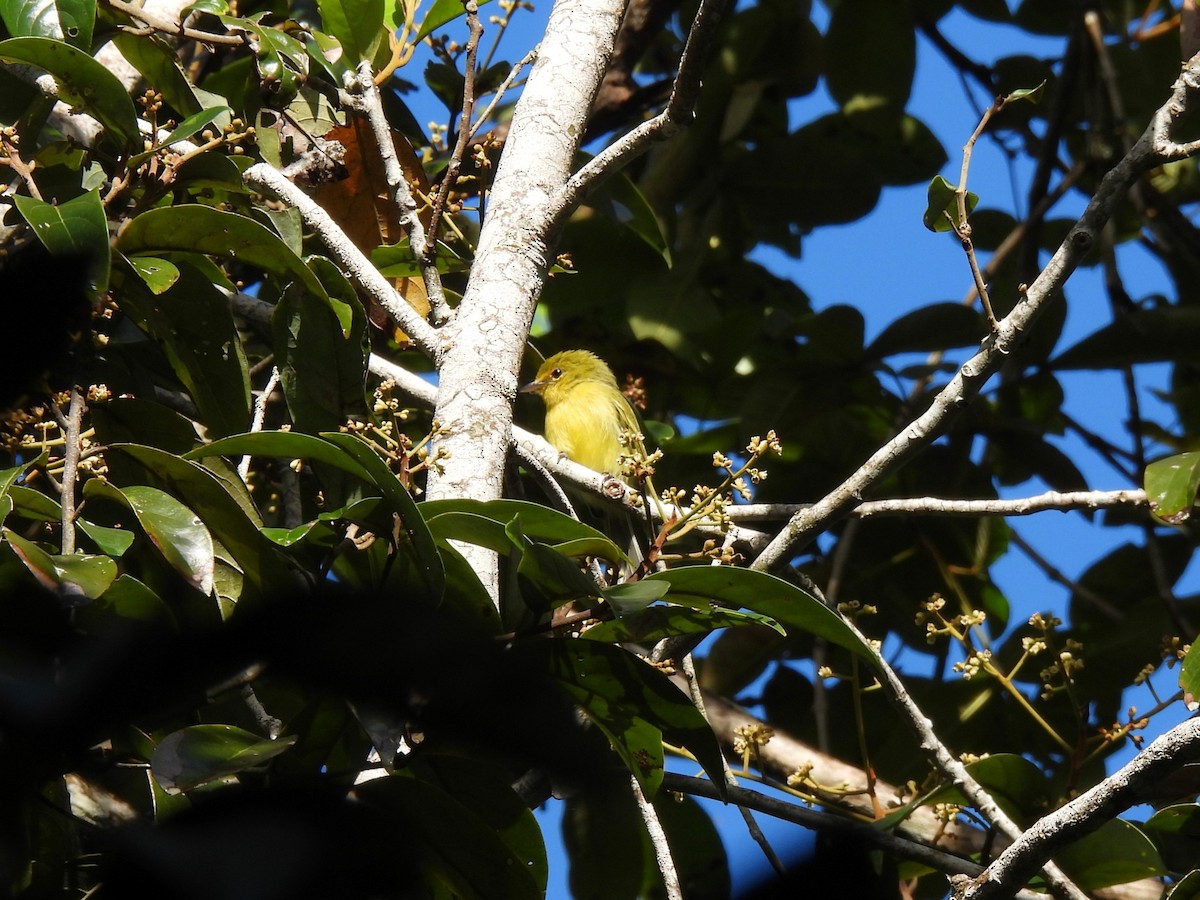 Ochre-lored Flatbill - ML647507304