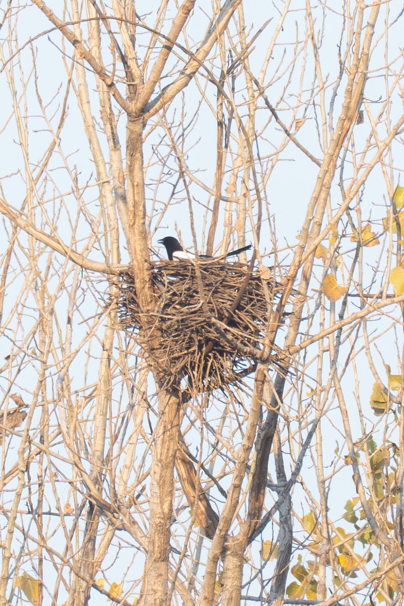 straka čínská - ML647507305