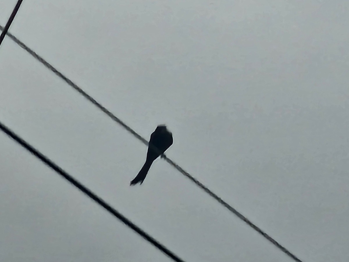 drongo černý - ML647507369