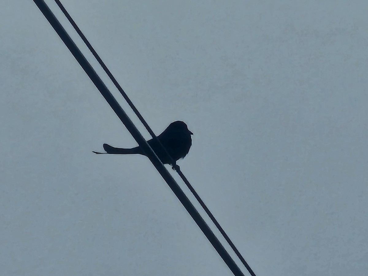 drongo černý - ML647507370