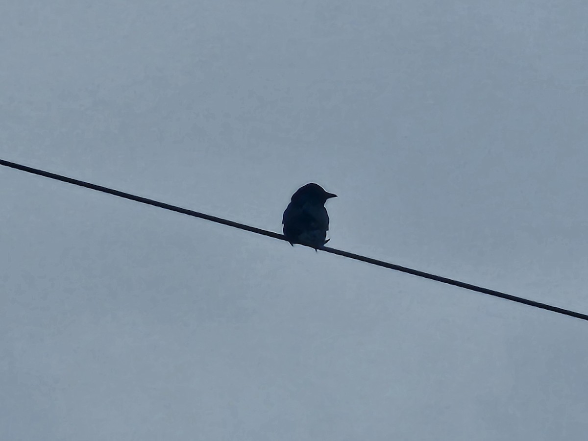 drongo černý - ML647507371