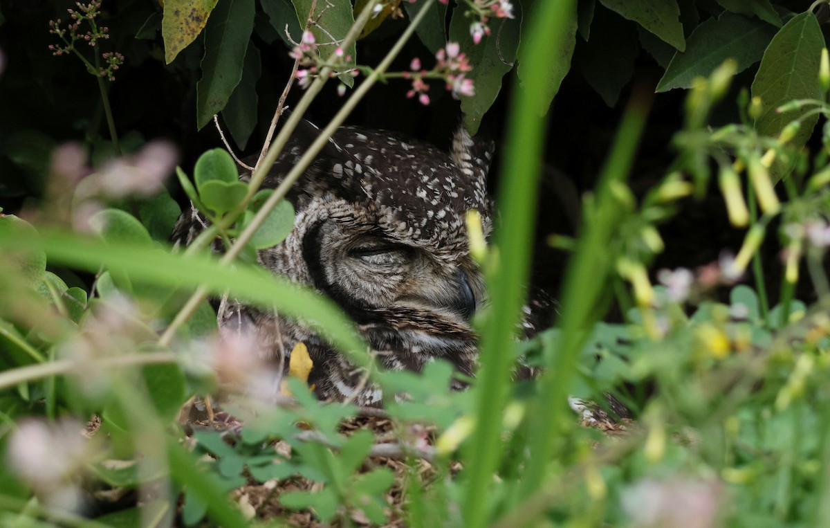 Spotted Eagle-Owl - ML647507383