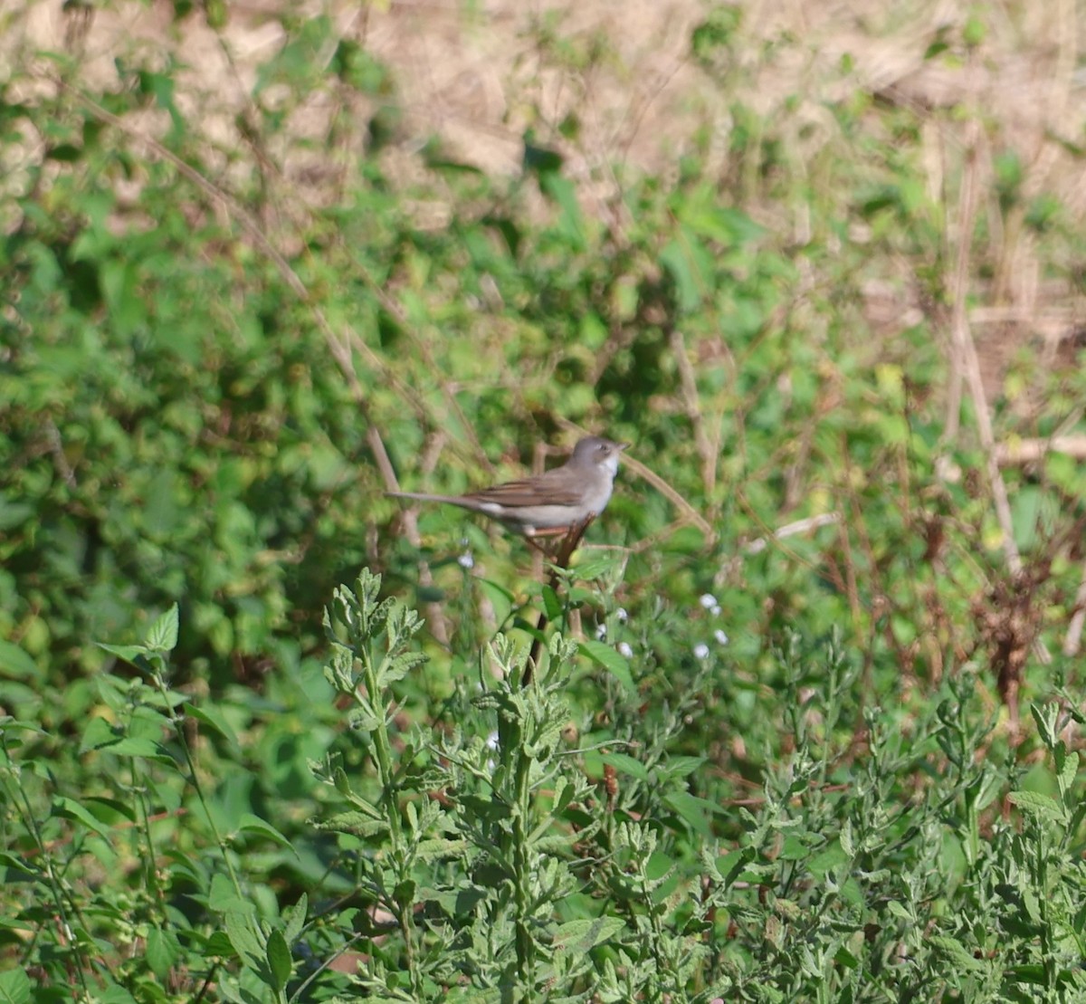Greater Whitethroat - ML647507396