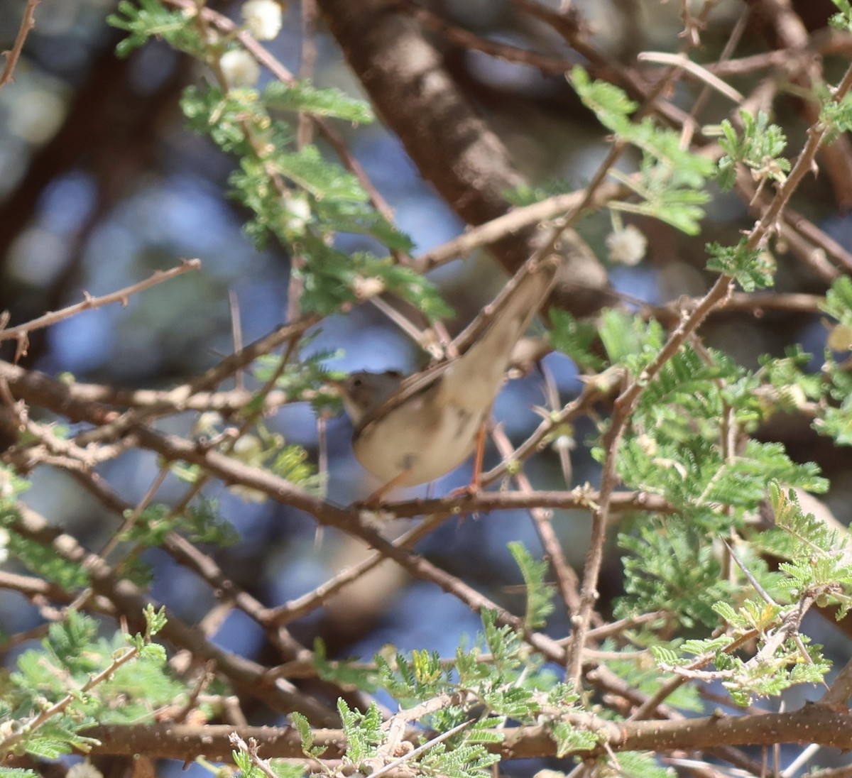 Greater Whitethroat - ML647507402