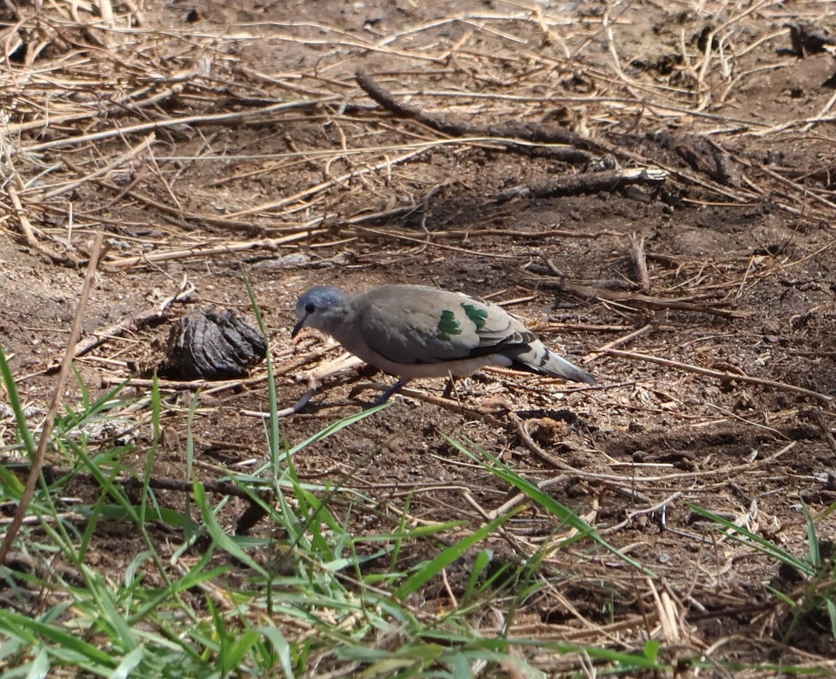 Горлиця сомалійська - ML647507414