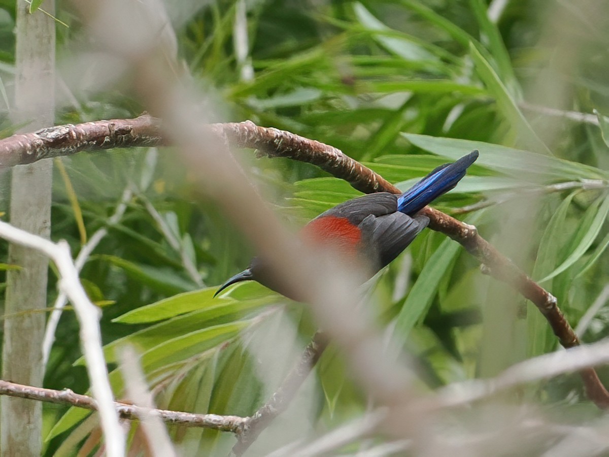 Траурная нектарница (johnsi) - ML647507421