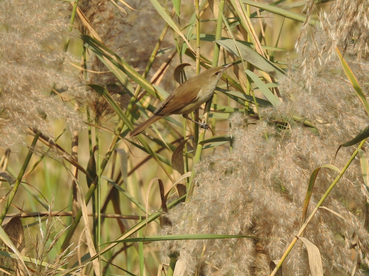 Clamorous Reed Warbler - ML647507424