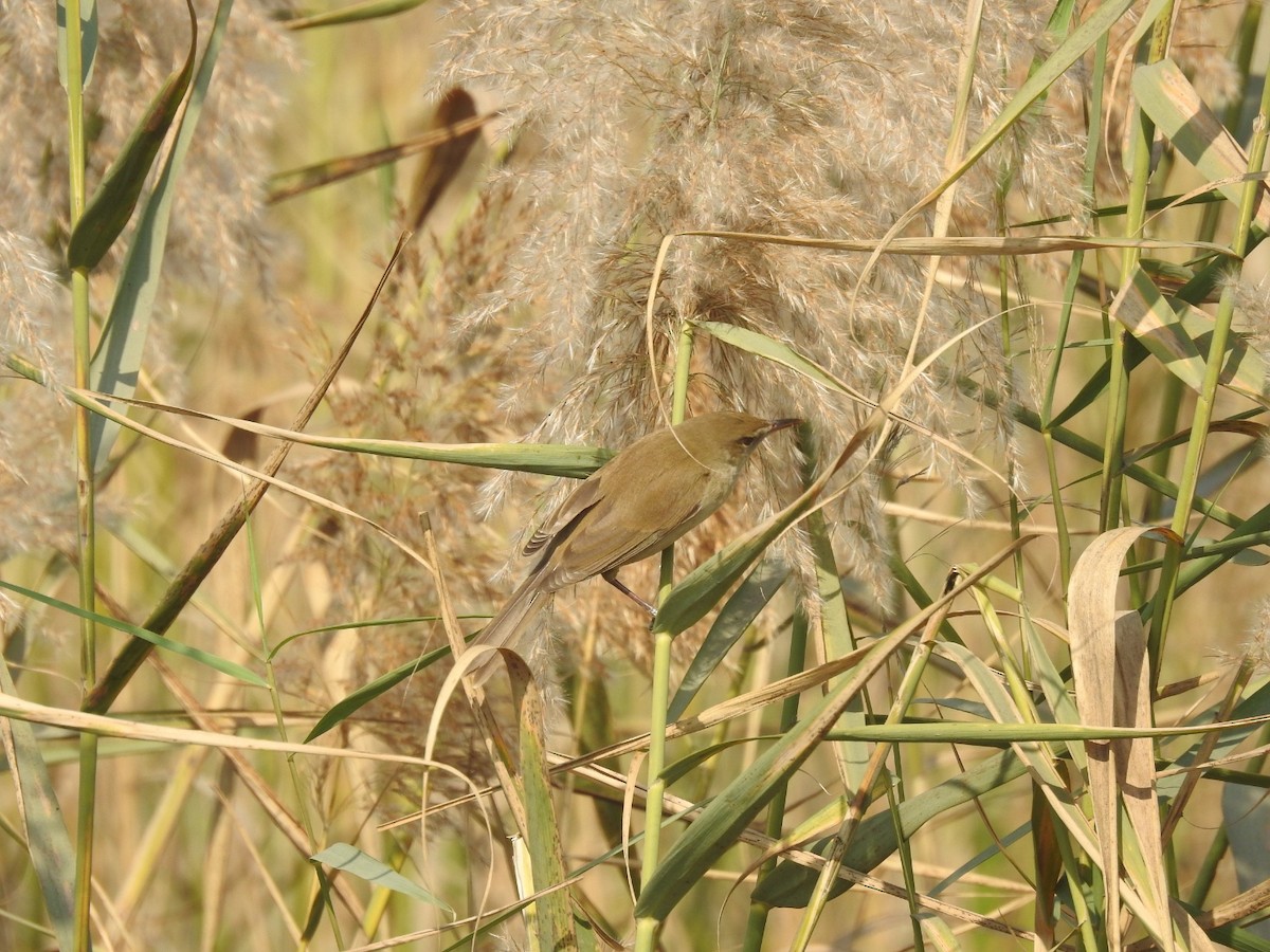 Clamorous Reed Warbler - ML647507425
