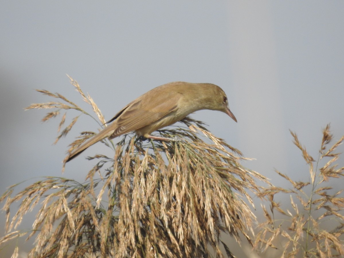 Clamorous Reed Warbler - ML647507426