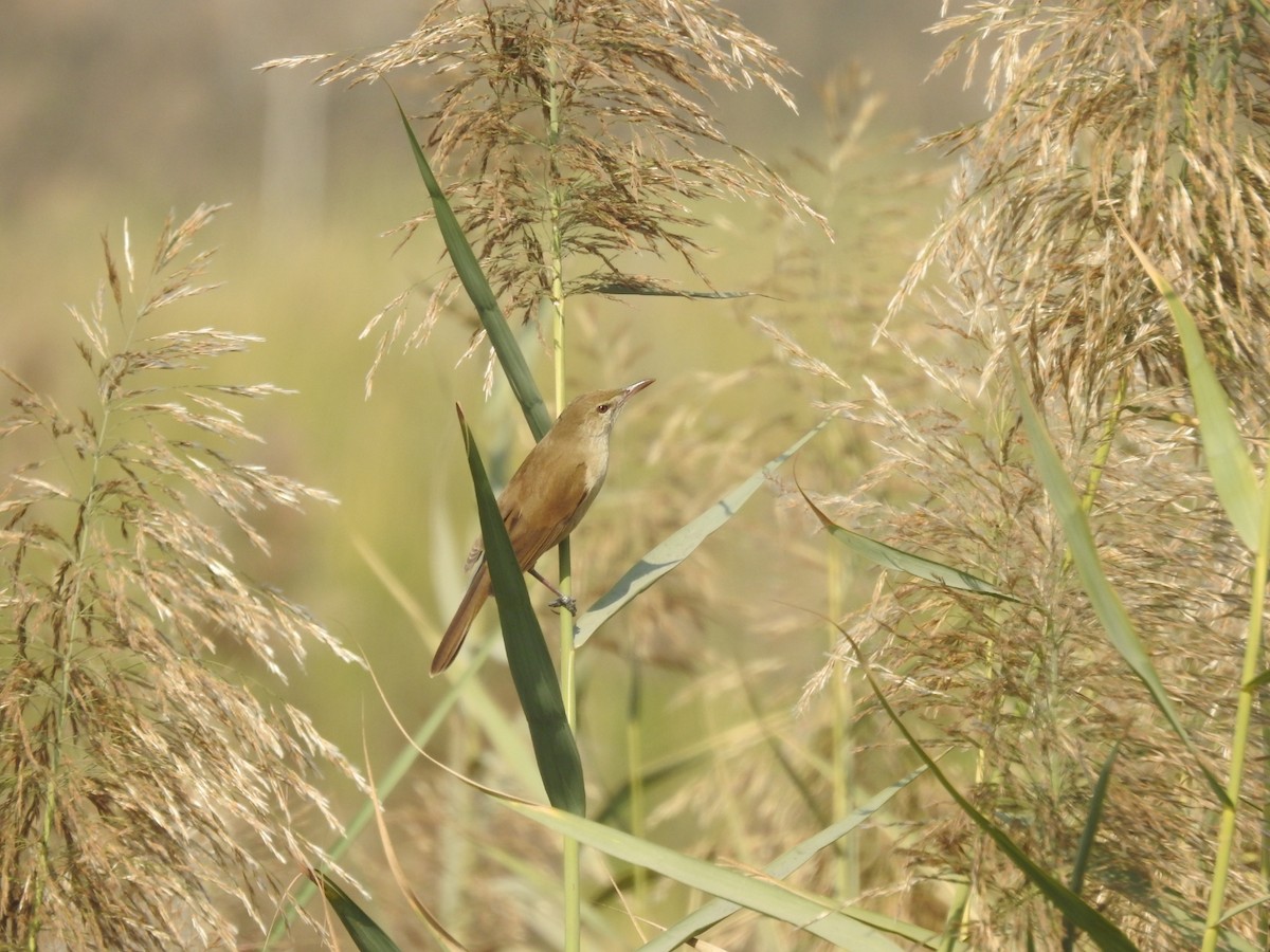 Clamorous Reed Warbler - ML647507427