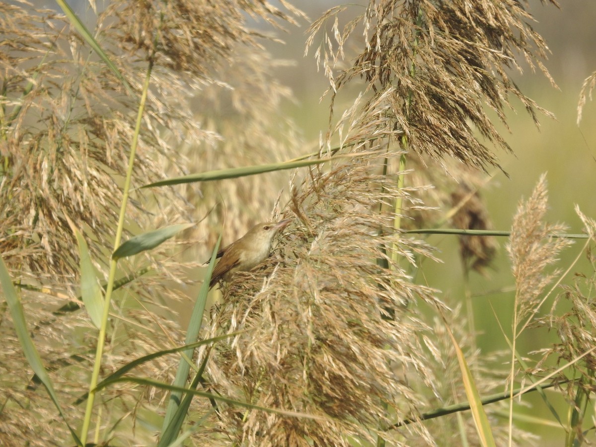 Clamorous Reed Warbler - ML647507428