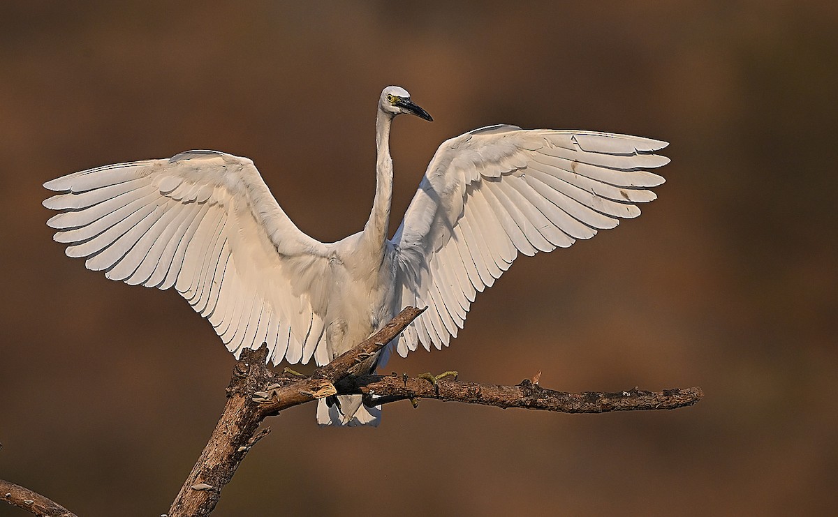 Little Egret - ML647507431