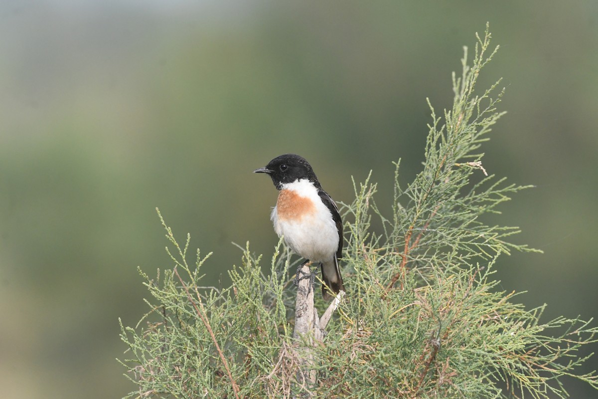 Weißschwanzschmätzer - ML647507444