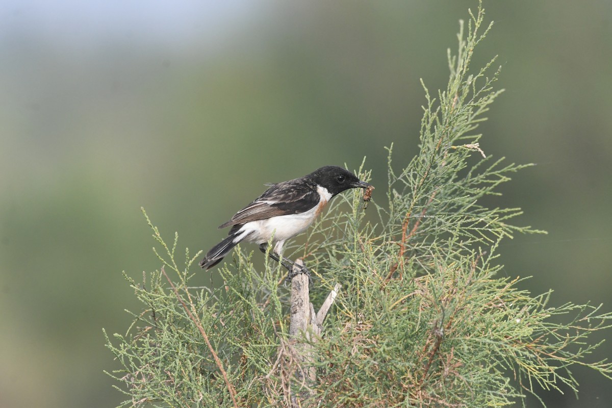 Weißschwanzschmätzer - ML647507447