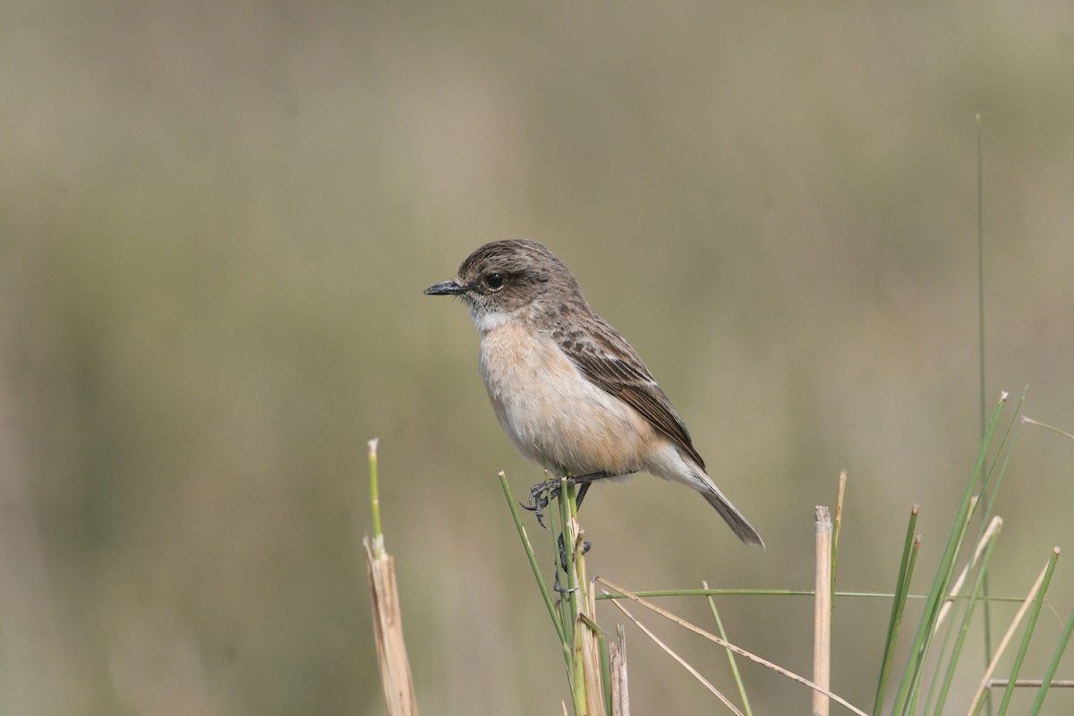 Weißschwanzschmätzer - ML647507448