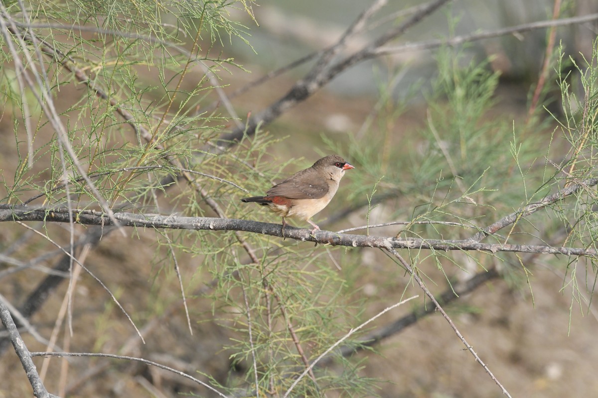 Tüpfelastrild - ML647507462