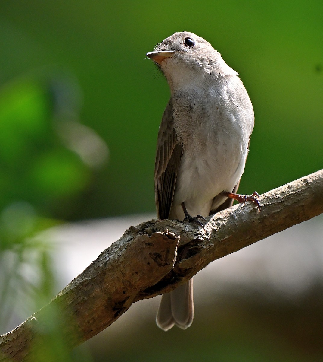 Braunschnäpper - ML647507466