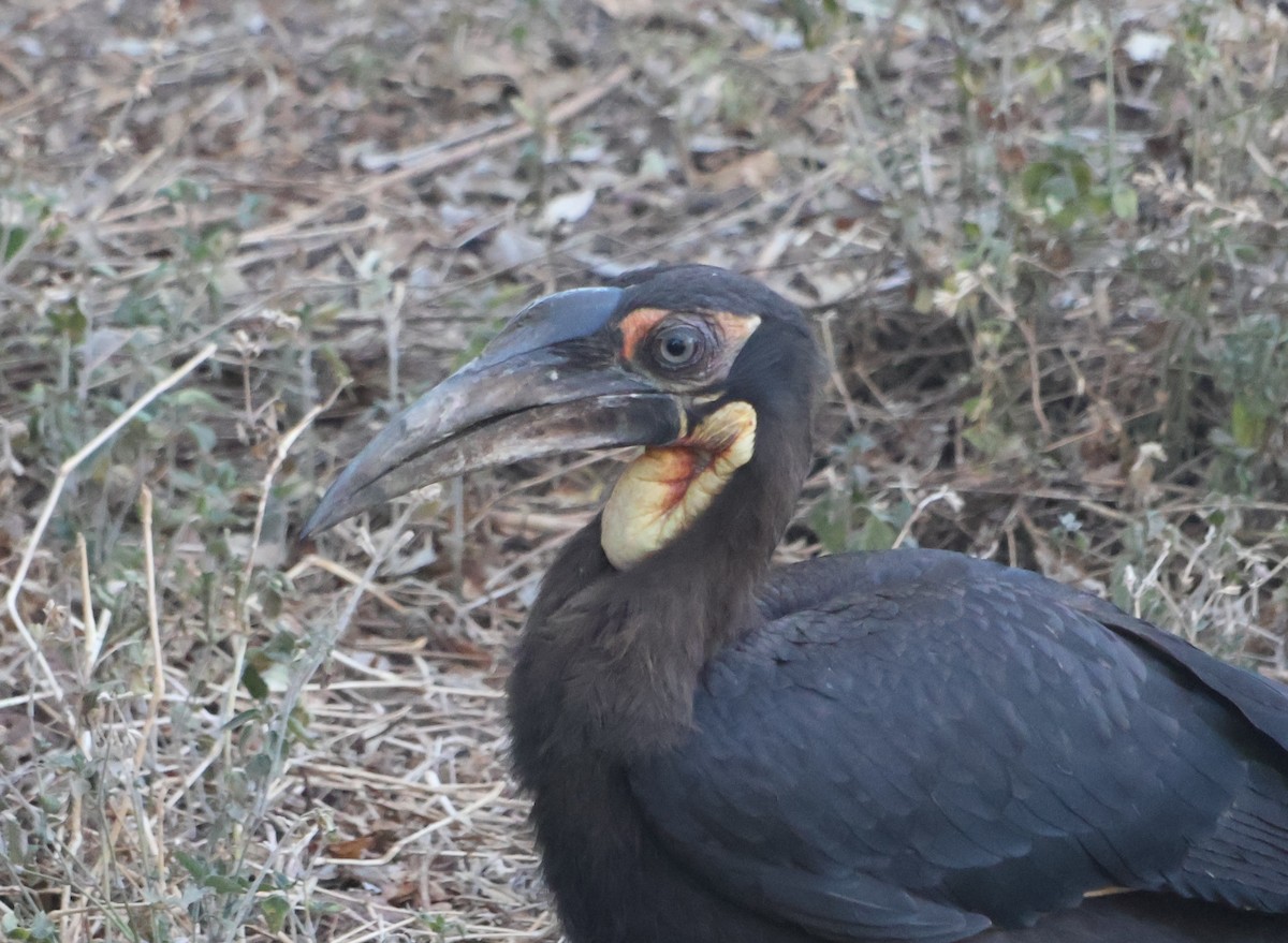 Rotgesicht-Hornrabe - ML647507467