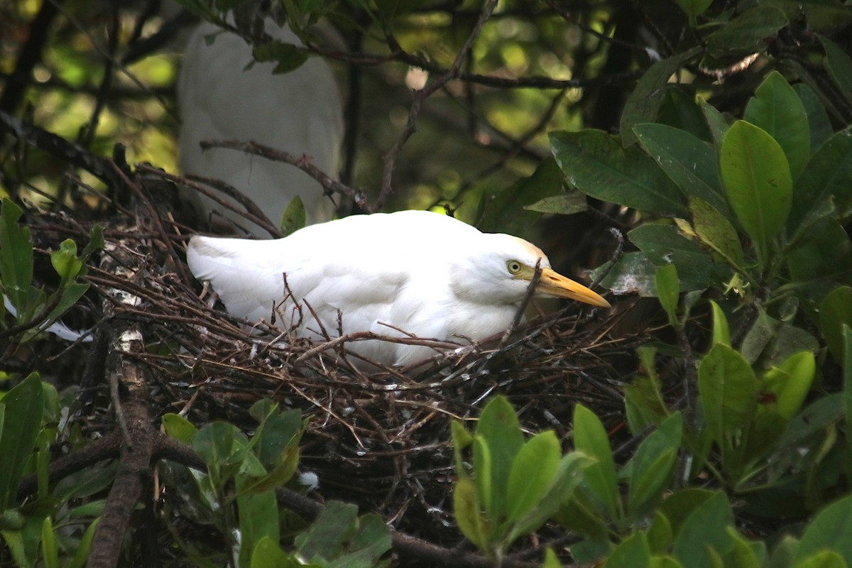 Kuhreiher - ML647507468