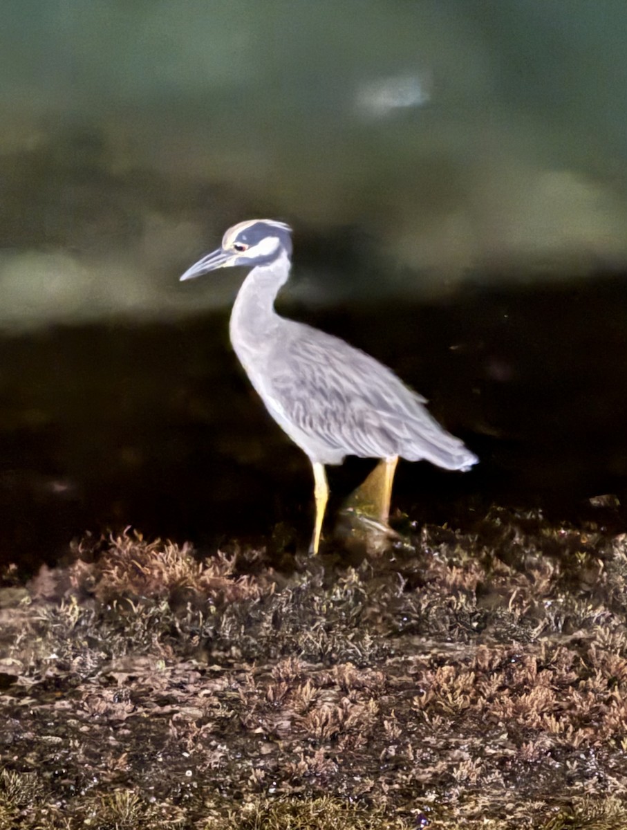 Krabbenreiher - ML647507469