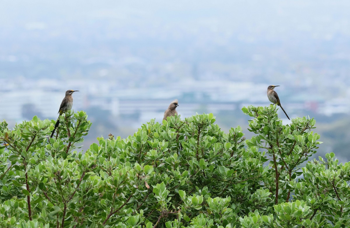 Braunflügel-Mausvogel - ML647507470