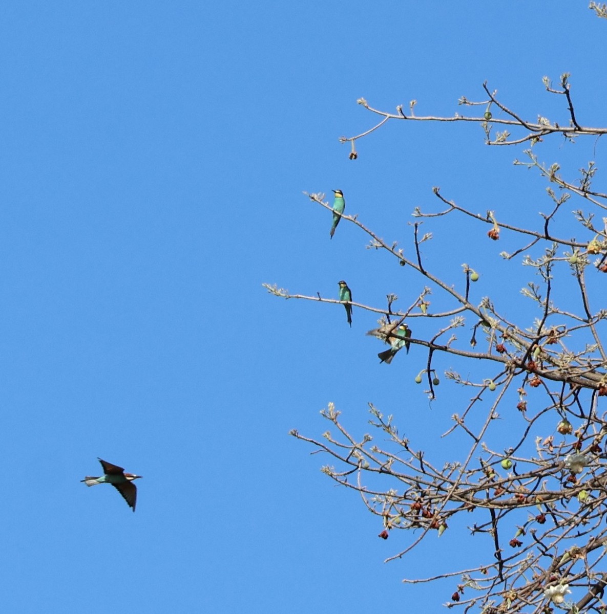 Bienenfresser - ML647507474