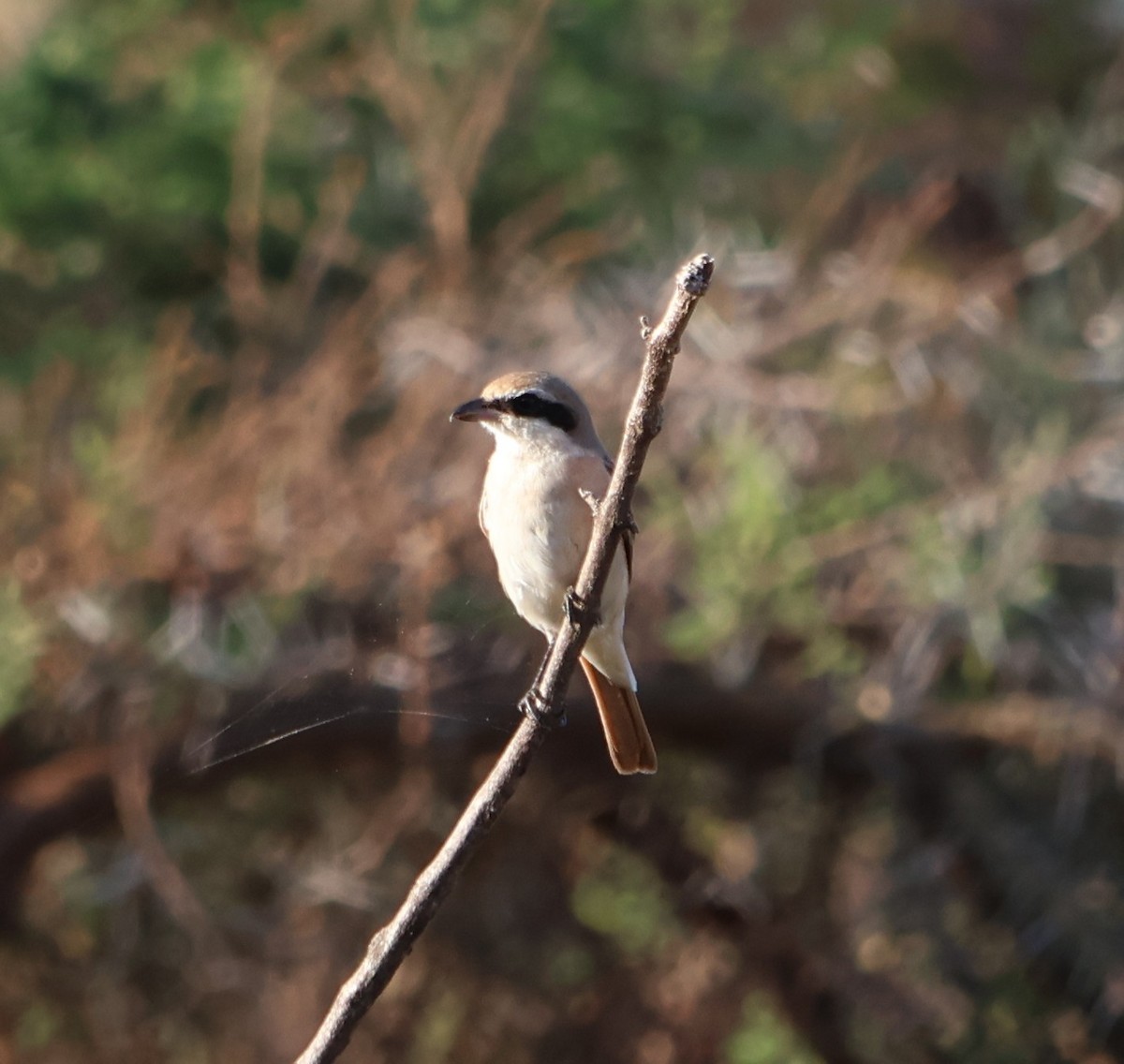 Rotschwanzwürger - ML647507478