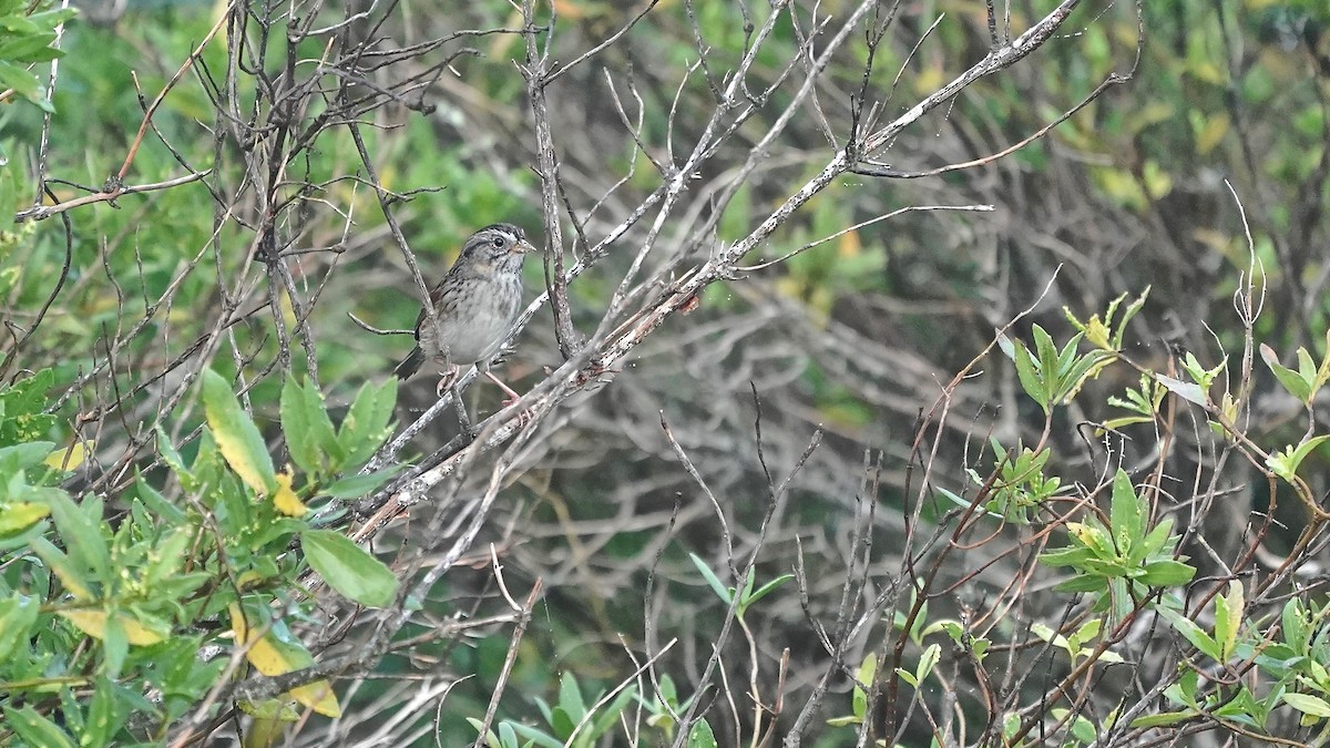 Lincolnammer - ML647507479