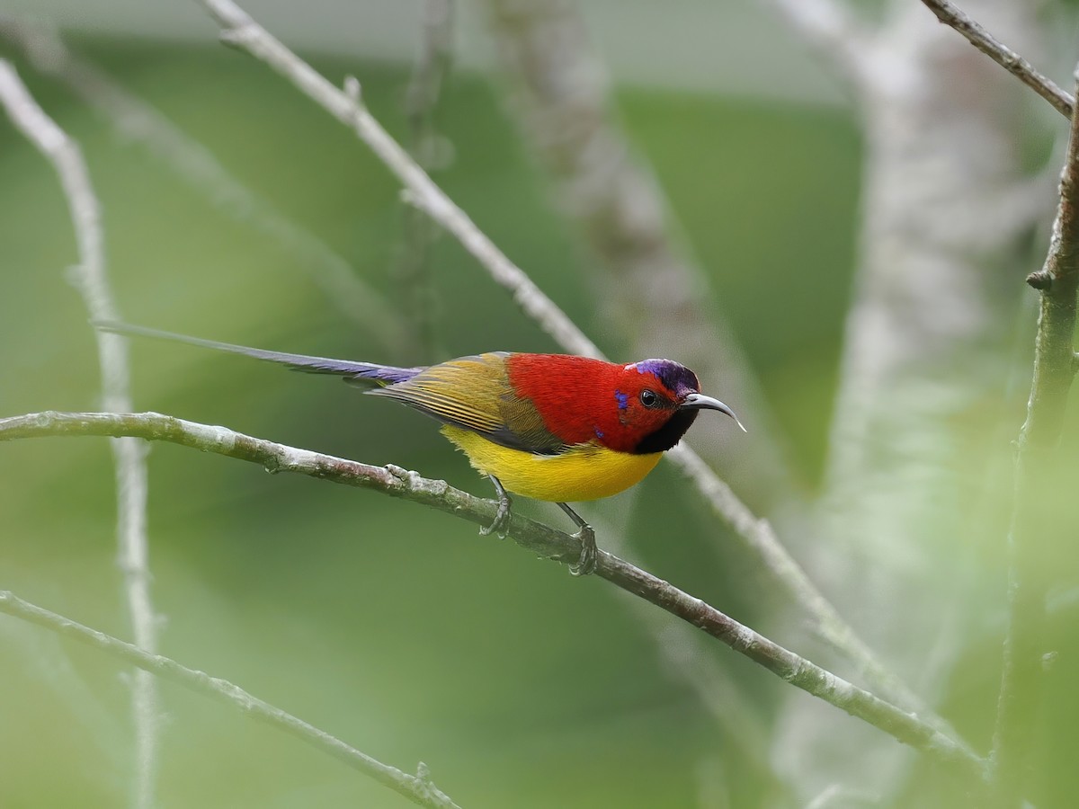 Gouldnektarvogel (annamensis) - ML647507480