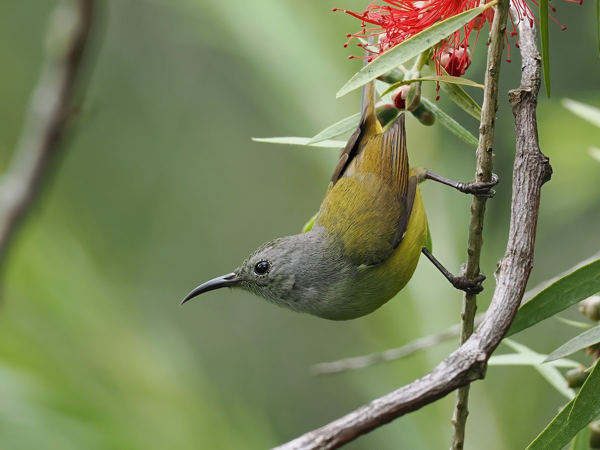 Gouldnektarvogel (annamensis) - ML647507481