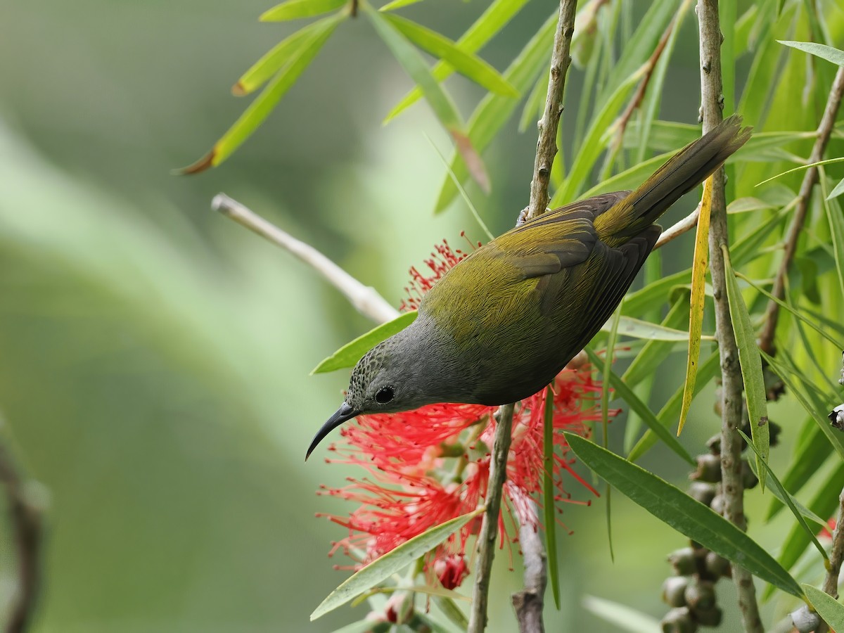 Gouldnektarvogel (annamensis) - ML647507482
