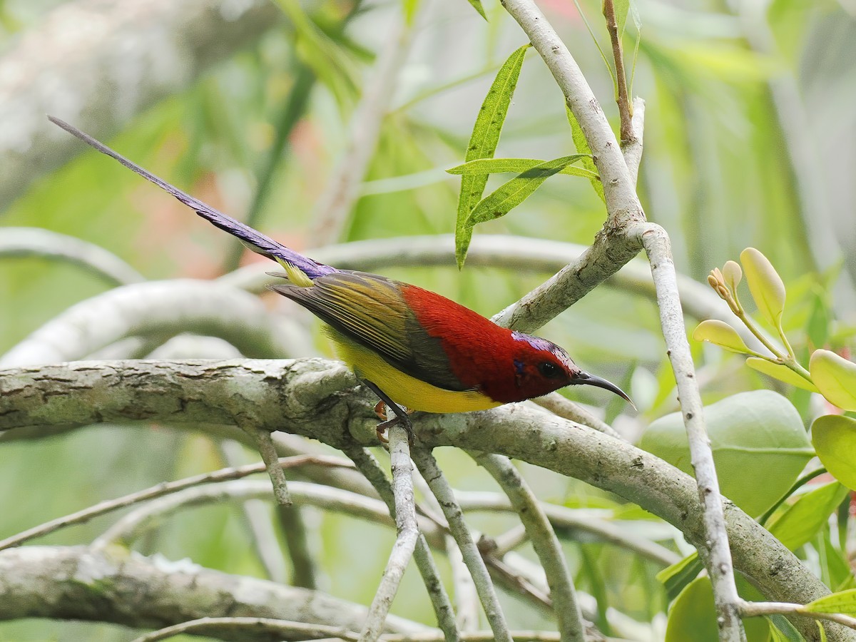 Gouldnektarvogel (annamensis) - ML647507483