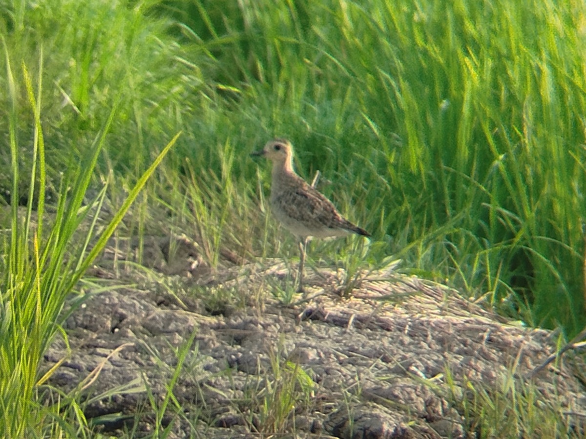 Tundra-Goldregenpfeifer - ML647507484