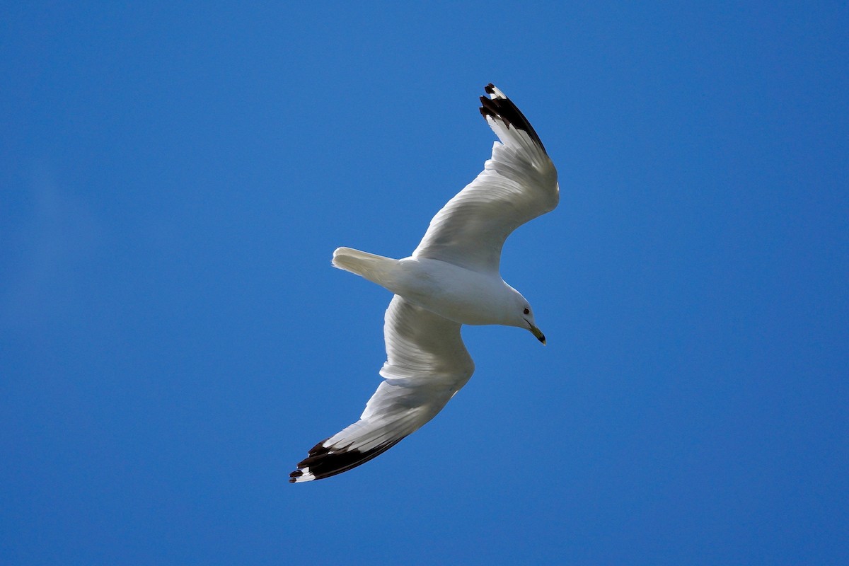 Ringschnabelmöwe - ML647507487