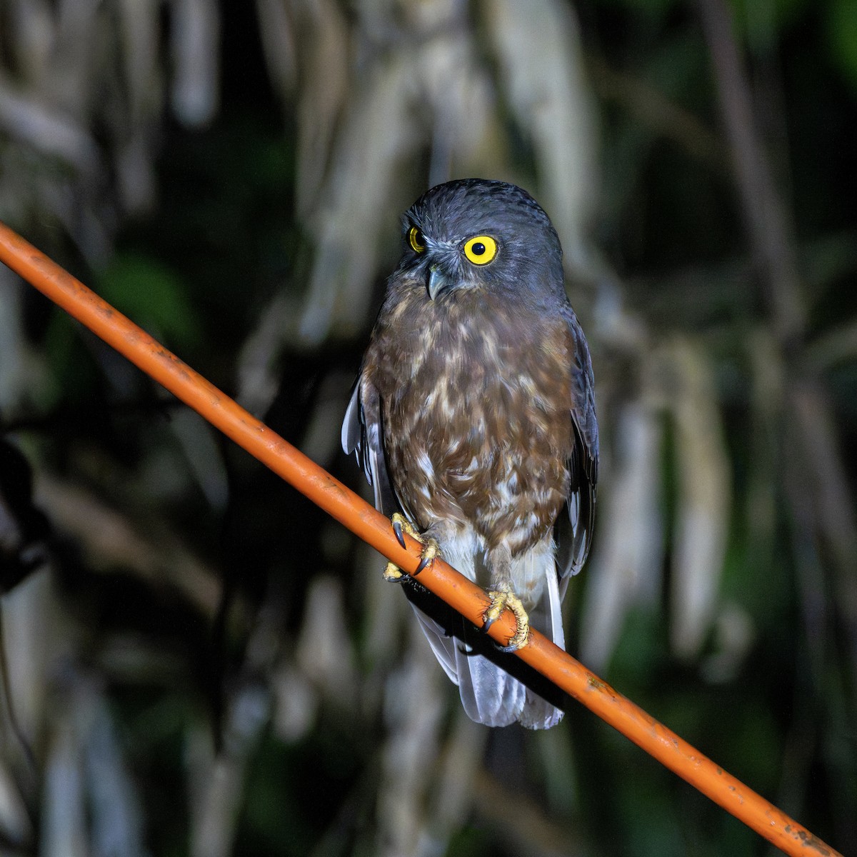 Andamanenkauz - ML647507490