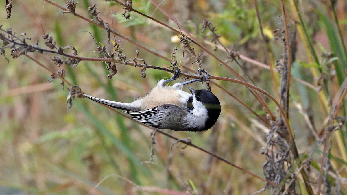 Schwarzkopfmeise - ML647507491