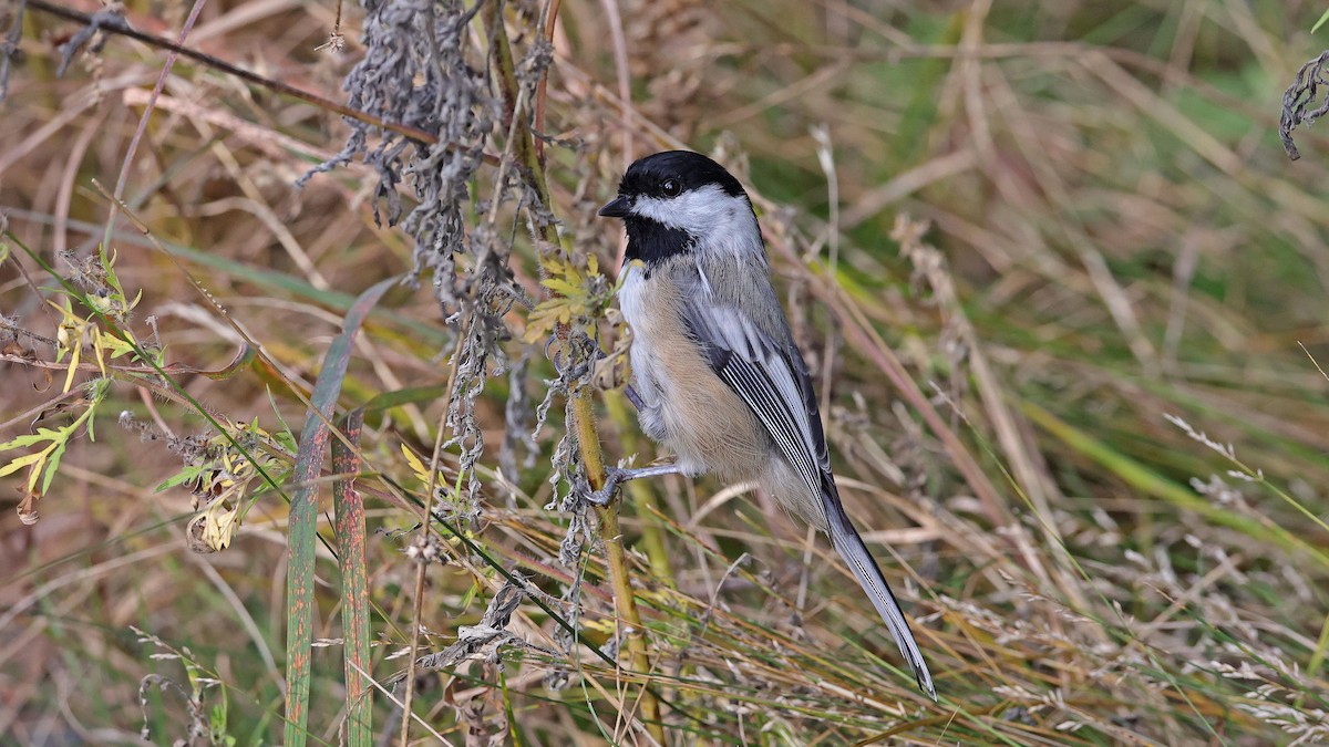 Schwarzkopfmeise - ML647507492