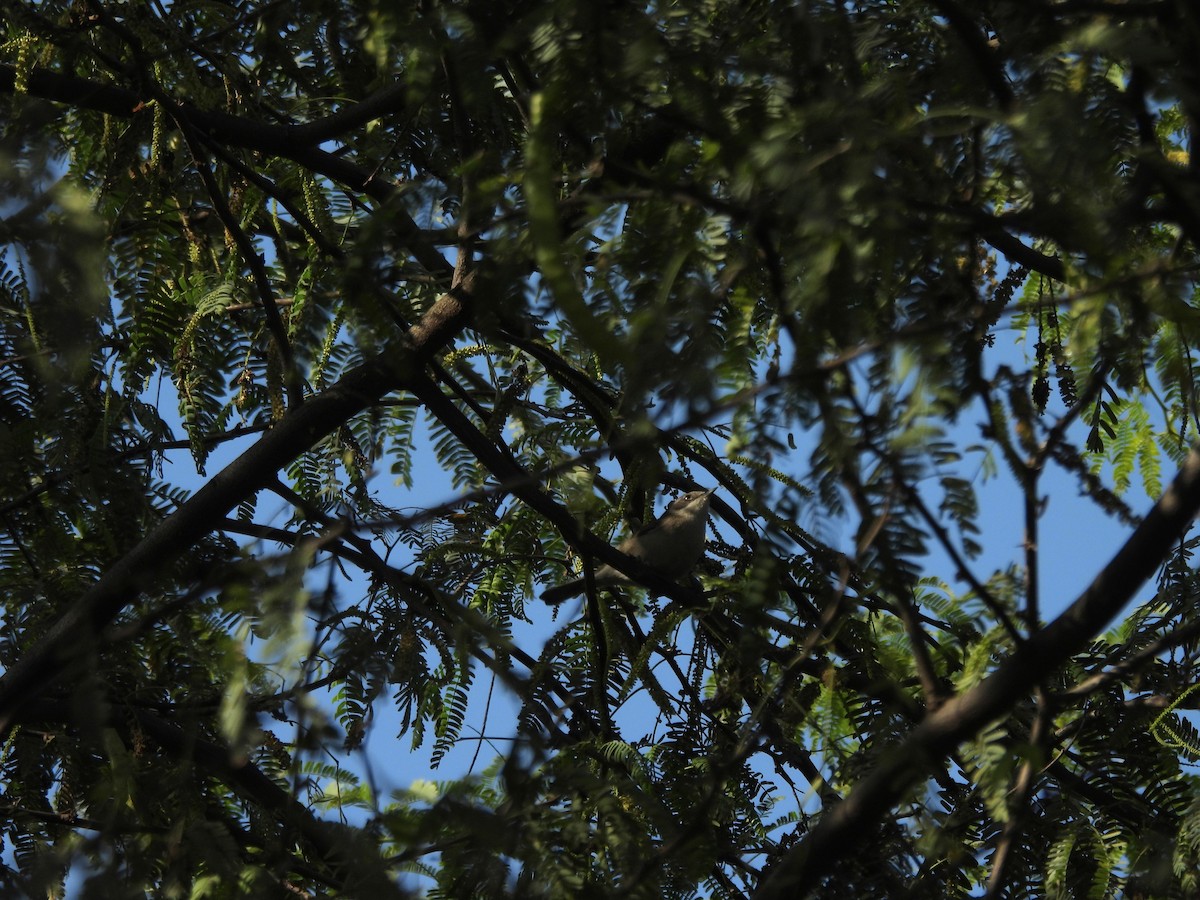 Klappergrasmücke - ML647507493