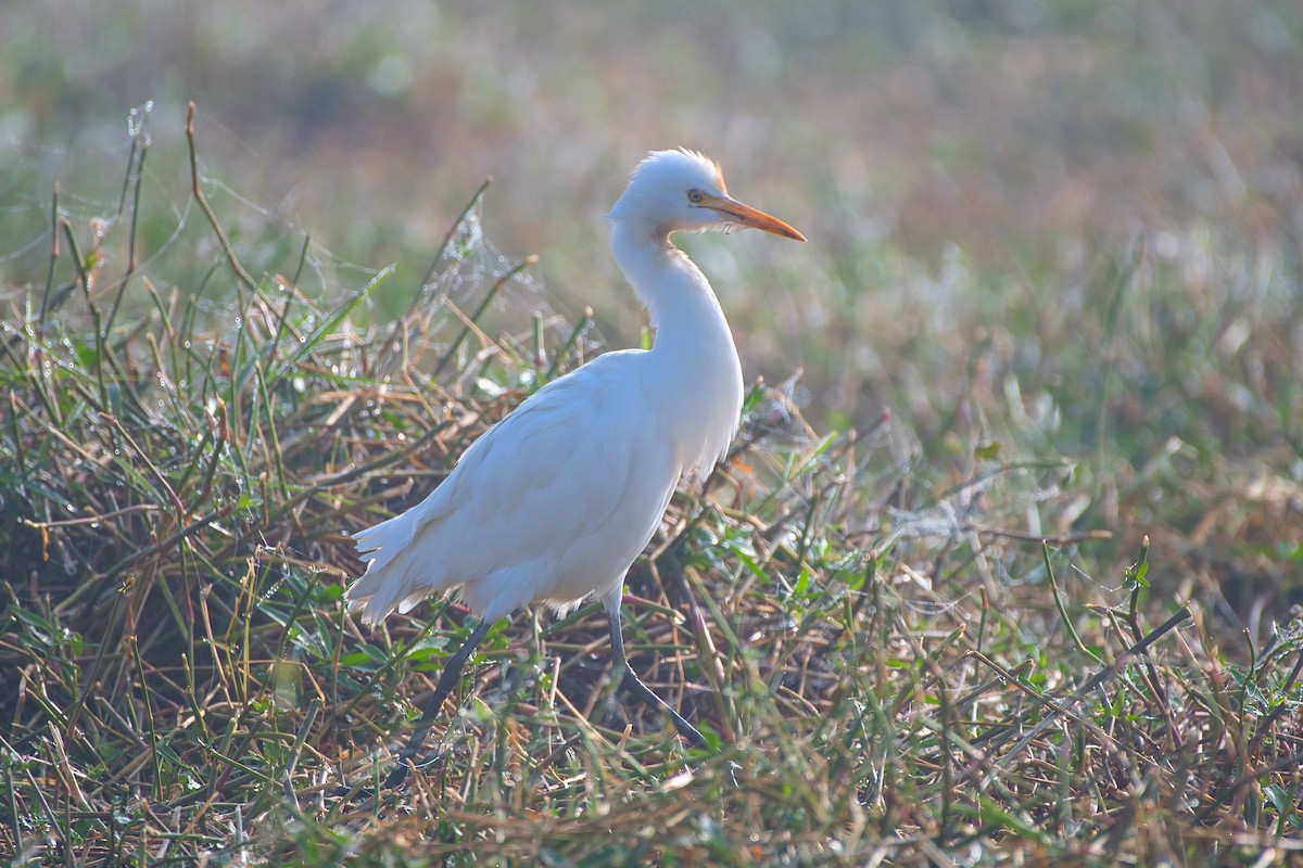 Koromandelkuhreiher - ML647507494