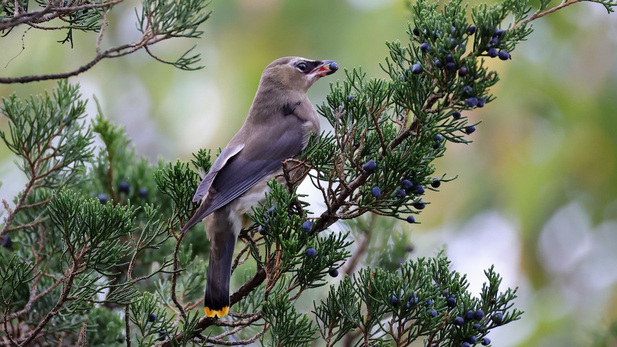 Zedernseidenschwanz - ML647507495