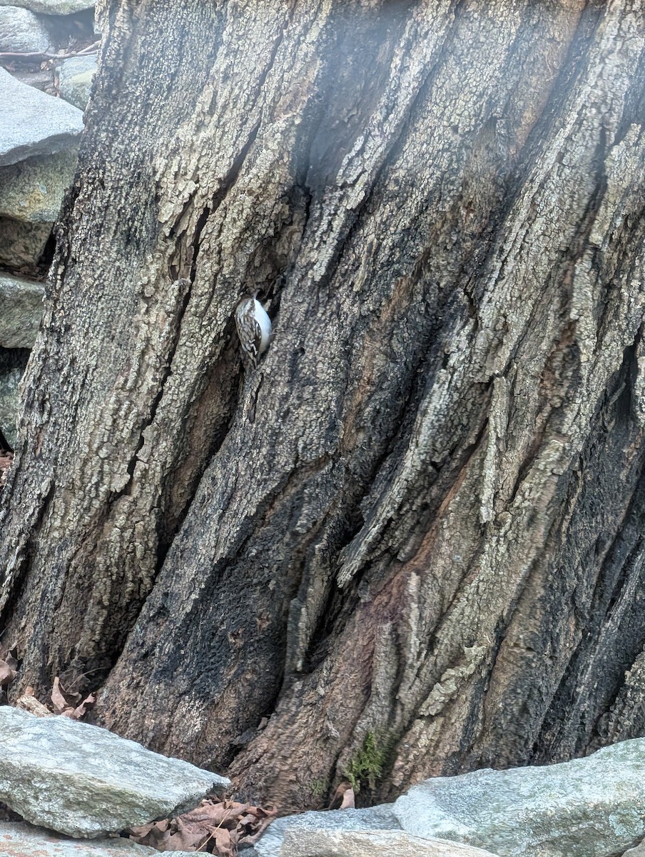 Amerikabaumläufer - ML647507498