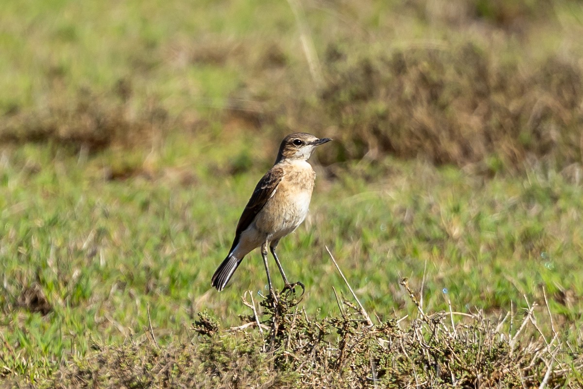 Rotschnabellerche - ML647507500