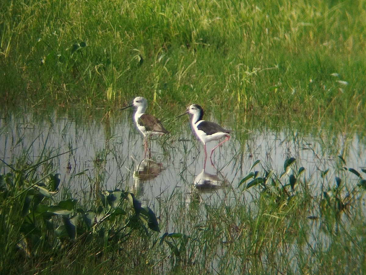Black-winged Stilt - ML647507530