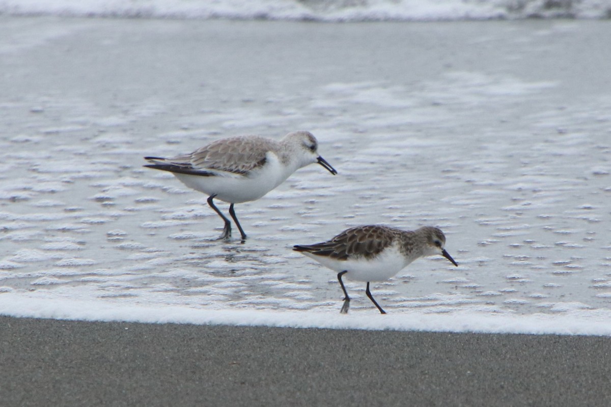 Calidris sp. (peep sp.) - ML647507546