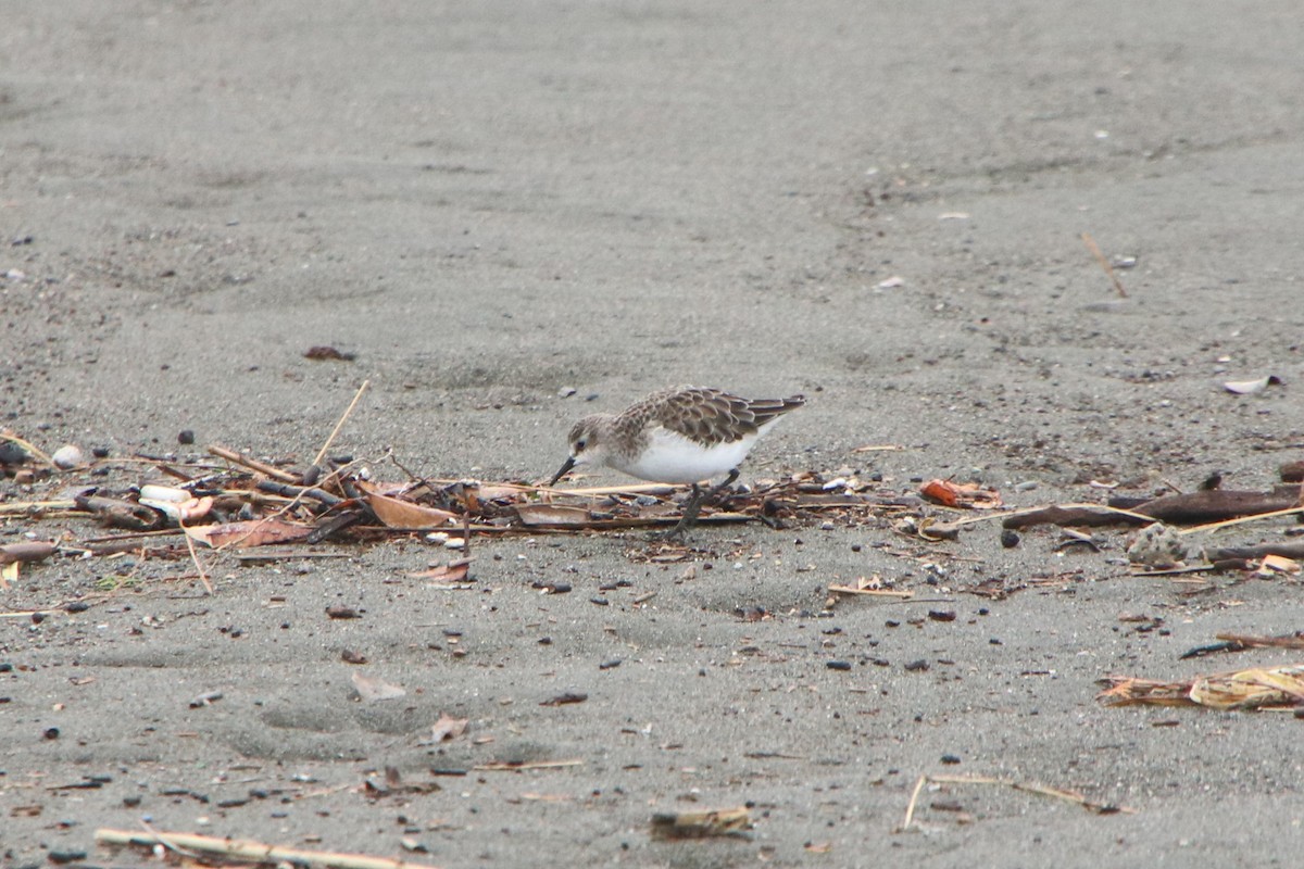 Calidris sp. (peep sp.) - ML647507547